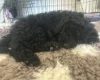 Cockapoo