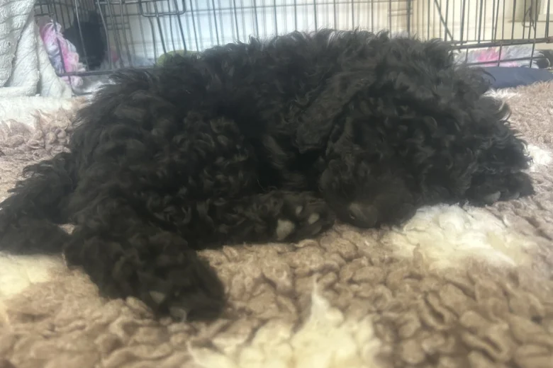 Cockapoo