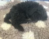 Cockapoo