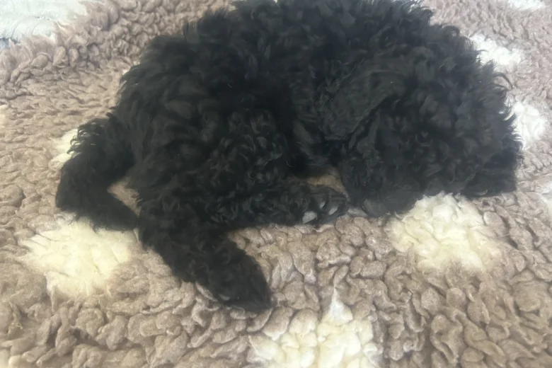 Cockapoo