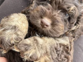 Cockapoo