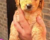 Cockapoo