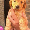 Cockapoo