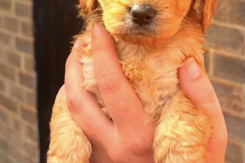 Cockapoo