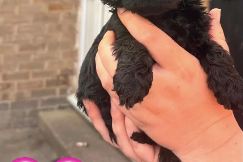 Cockapoo