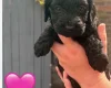 Cockapoo