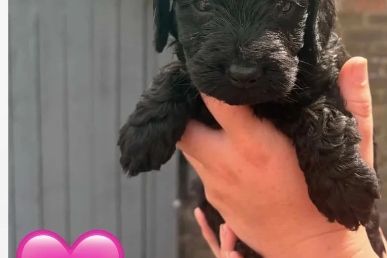 Cockapoo