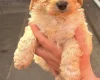 Cockapoo