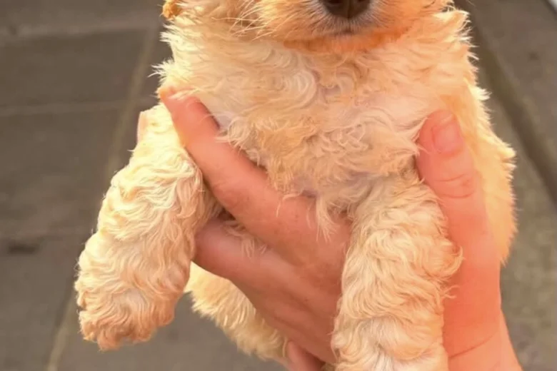Cockapoo