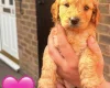 Cockapoo