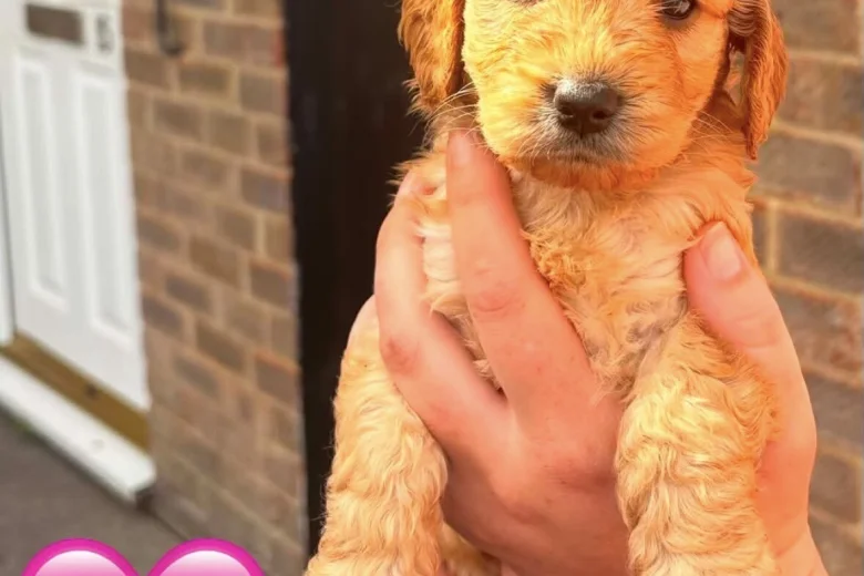 Cockapoo