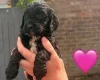Cockapoo