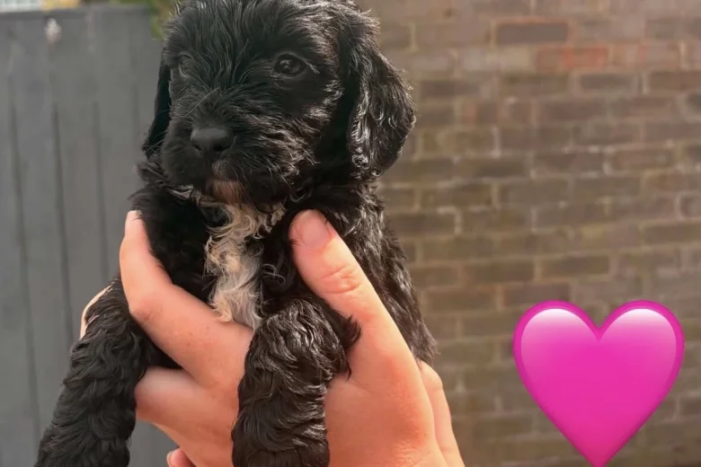 Cockapoo