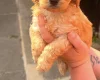 Cockapoo