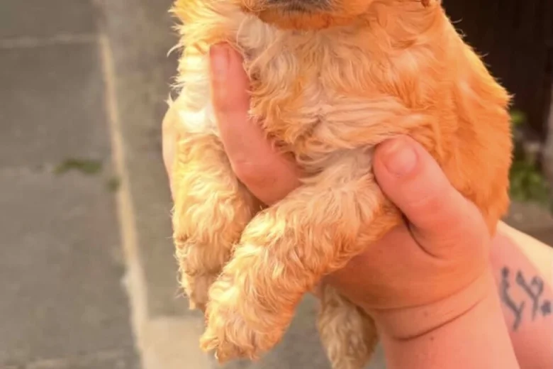 Cockapoo