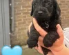 Cockapoo