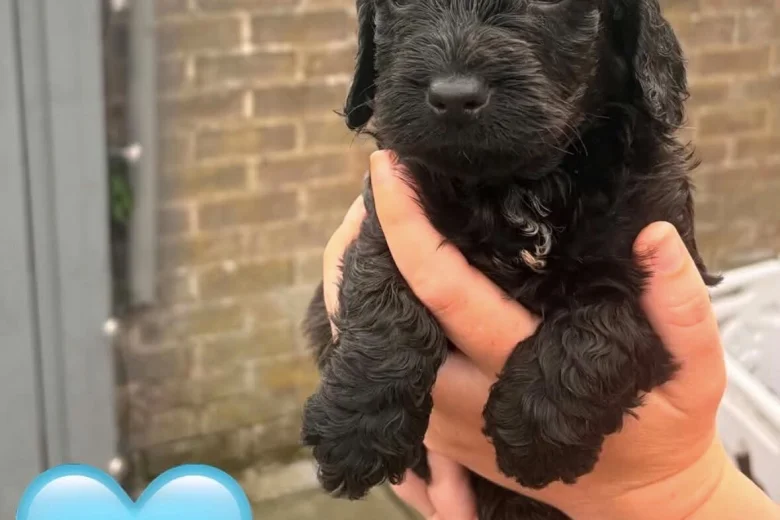 Cockapoo