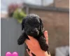 Cockapoo