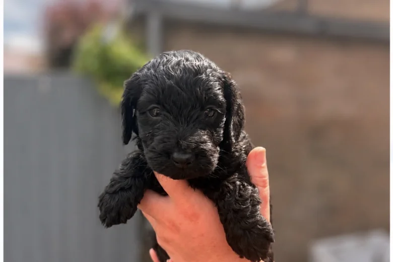 Cockapoo