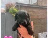 Cockapoo