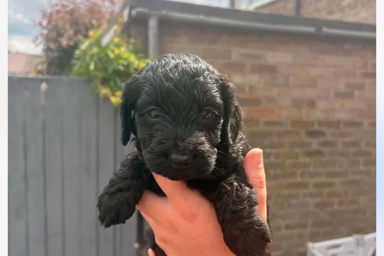 Cockapoo