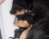 Cockapoo