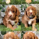 Cockapoo