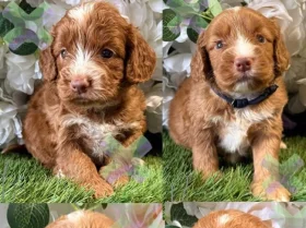 Cockapoo
