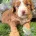 Cockapoo