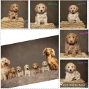 Cockapoo
