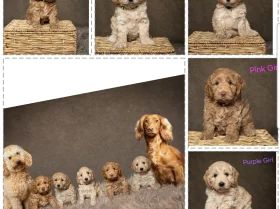 Cockapoo