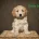 Cockapoo