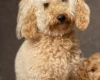 Cockapoo