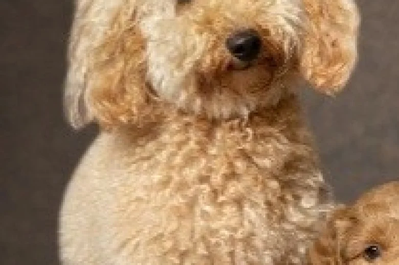 Cockapoo