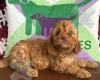 Cockapoo