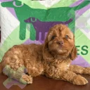 Cockapoo
