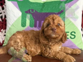 Cockapoo