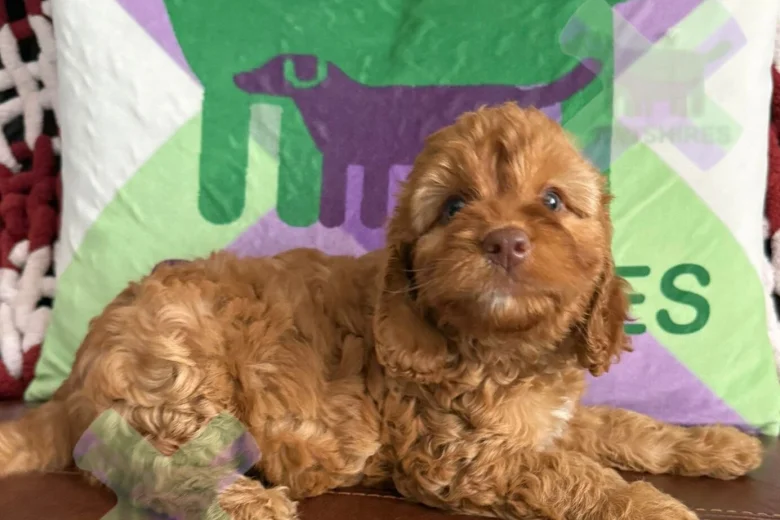 Cockapoo