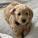 Cockapoo