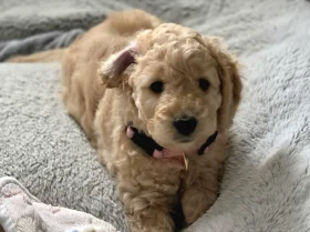 Cockapoo