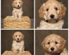 Cockapoo