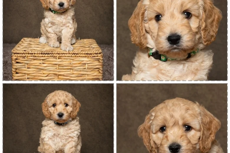 Cockapoo
