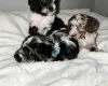 Cockapoo