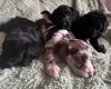 Cockapoo