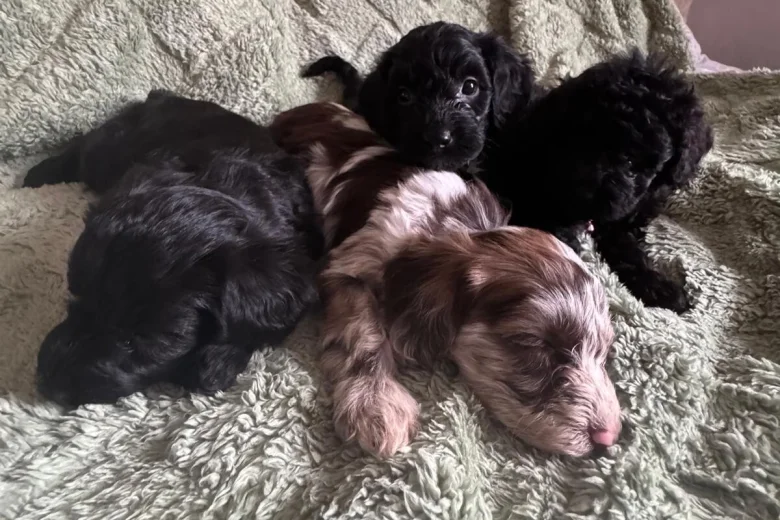 Cockapoo