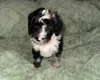 Cockapoo