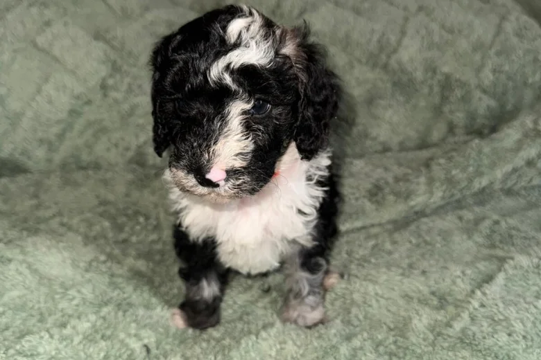 Cockapoo