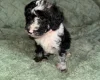 Cockapoo