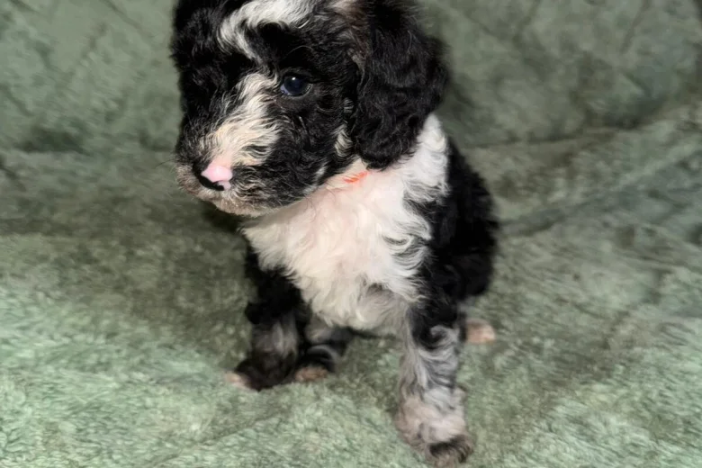 Cockapoo