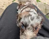 Cockapoo